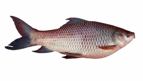 fresh live rohu fish 163